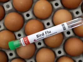 A test tube labelled "Bird Flu" and eggs are seen in this picture illustration, January 14, 2023. REUTERS/Dado Ruvic/Illustration